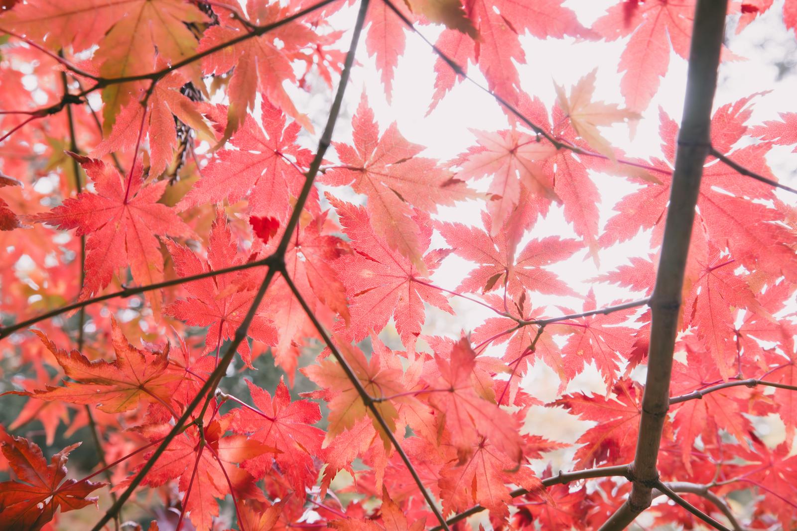 鼠径肉芽腫のリスクがあるのは誰ですか?